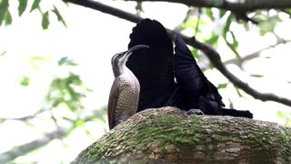 Male Paradise Riflebird Shows Off For Female