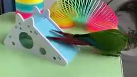 Cut Baby Smart Parrot Video #funny #shorts