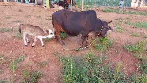 Worried Mama Cow Asks Man To Rescue Her Newborn Calf