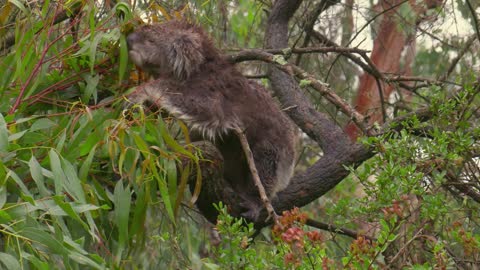 Koalas Have Guts of Steel