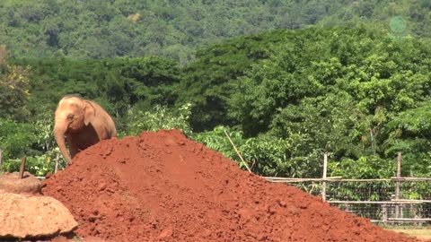 Baby Elephant Wan Mai Can Not Wait To Investigate The New Soil - ElephantNews