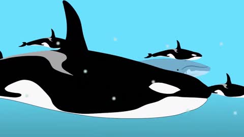 Orca Pod VS Blue Whale - Smart Wild