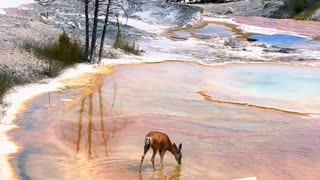 Deer walks into thermal water. Yellowstone