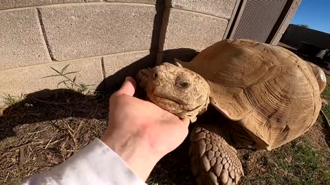 Feeding ALL My Tortoises! - Daily Routine-1