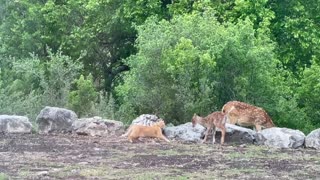 Cat And Fawn Friends Adorably Frolic Together