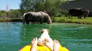 Woman, dog & horse take a dip in the pond together