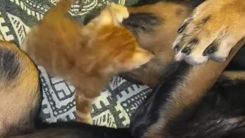 Look at this he is so cute, Kitten suckles on the dog