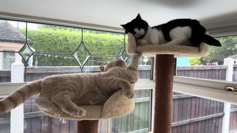 Cat Scolds Kitten For Playing With His Tail