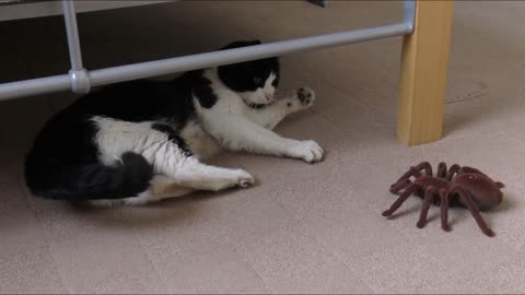 Funny naughty cat playing with spider
