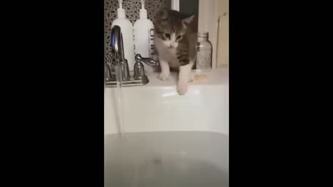 Cat jump in water