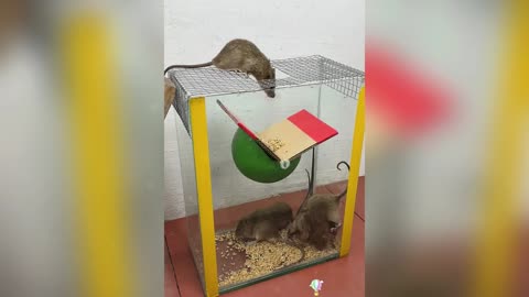 A very excellent homemade mouse trap