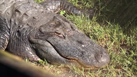 Central Florida Zoo: American Alligator