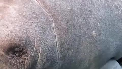 Did You Know Manatees Have Ears_ #shorts #viral #shortsvideo #video