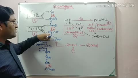 GLUCONEOGENESIS