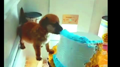 cake Smash by dog 🤪🤕🐶