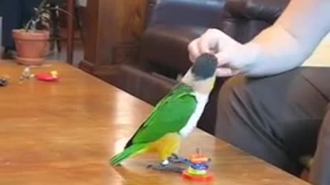 Caique Tricks