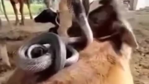 🤣😂 Funny Animal Videos 😂🤣