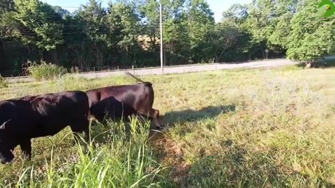 Funny Baby Cow Videos