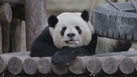 The King Panda's tongue tickles