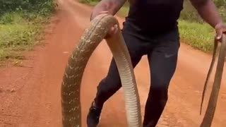 Touching king cobra fearless