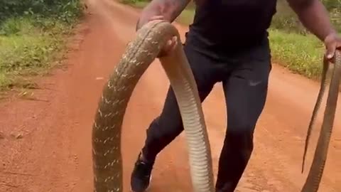 Touching king cobra fearless