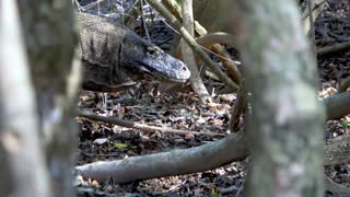 World's largest lizard encountered in the wild on Komodo Island