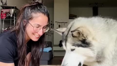 So you want a Husky? Are you sure??