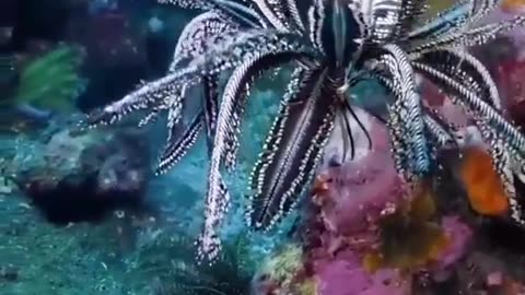 Oddly Amazing Creature Captured In Sea