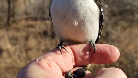 "Adorable Avian Charm: Meet the Cutest Bird!"