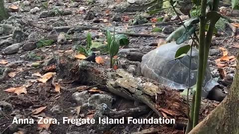 ‘Vegetarian’ giant tortoise filmed attacking and eating seabird