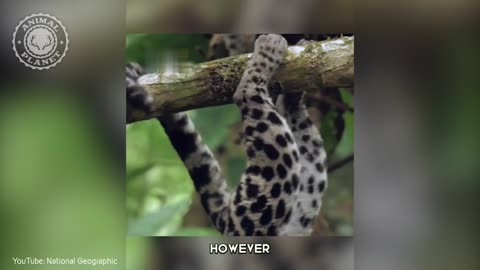 Margay - In 1 Minute! ?? One Of The Cutest And Exotic Animals In The World | Animal Planet Videos