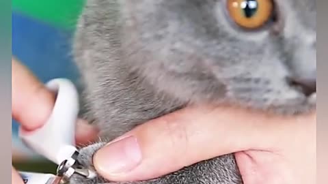 Pet Nail Clipper