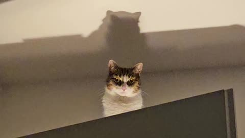 Cat Watches Menacingly From Above
