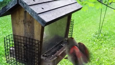 Cardinal Flight in Slow Motion