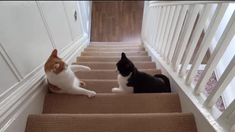 Cat Fight On The Stairs