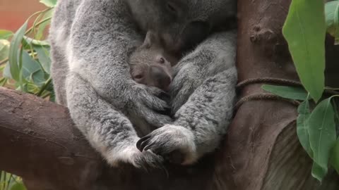 Baby koala Oobi-Ooobi uit buidel Guwara