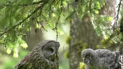 Feeding the owl chicks