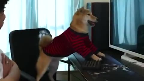 Dog playing computer game