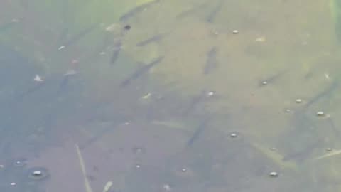 Many small fish in a river / mini fish in the water.