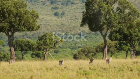 The Great Rift Valley. The magical land found in Kenya.