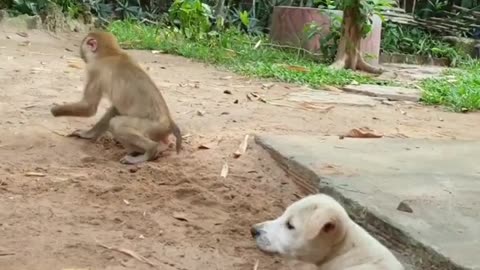 Monkey 🐒 🙈 🙊 👶 plays with puppies 🐶 so happy