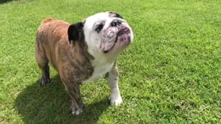 English Bulldog Loves His Kiddie Pool