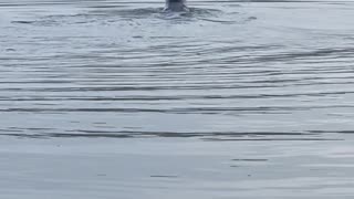 Seal Catches and Eats an Octopus