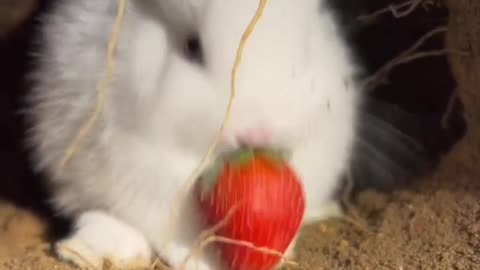 Rabbit Eating | Rabbit Eating Strawberry | Rabbit Eating Food