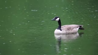 Watch how a goose swims out of the lake because of the rain
