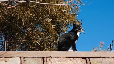 Cat Sitting on Top of a Stone Fence