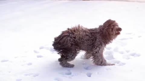 Funny dog jumps pets, funny video,