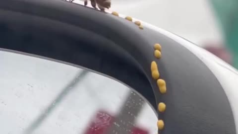 Have you ever seen a bee make honey so clearly?