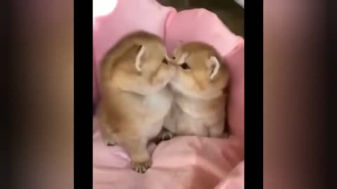 Cute animals ll Funny videos