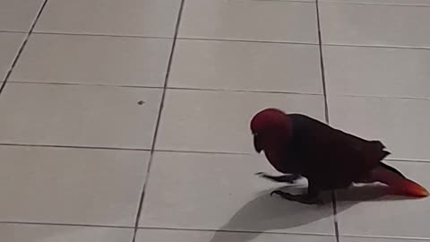 My cute eclectus parrot